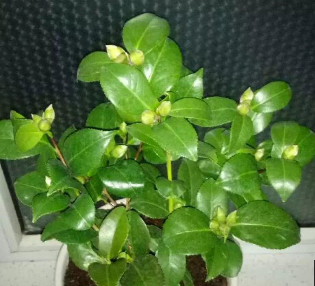 这花公认难养，冬天别急着搬屋里，小心花苞掉一地！