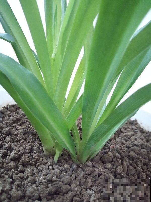 秋天光照时间缩短，就适合养这4种植物，阳光不好也能长到爆盆