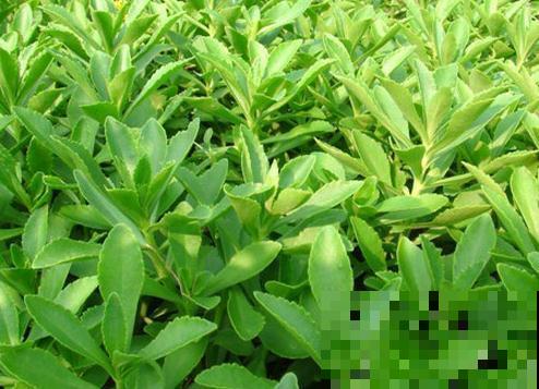 这种救心菜金贵稀少，上山挖一棵回家，作用大到啧啧称奇！