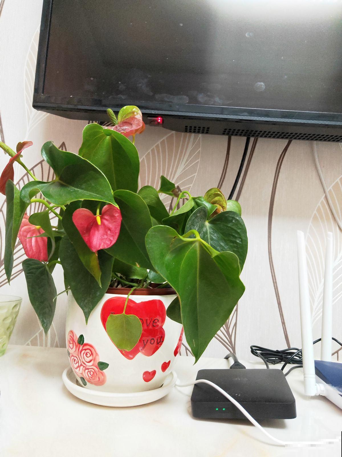 精心养护的红掌，结果养着养着就褪色，难道买到假花？