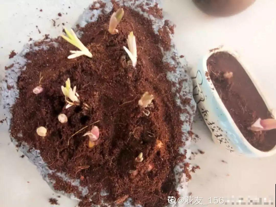 这花开败后，别着急剪叶子，小心明年不开花！