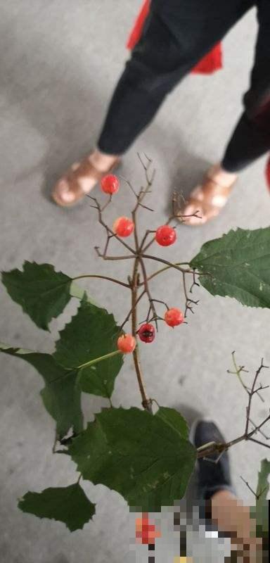 这种果子到处都是，困难时期曾救了不少人，不过现在却鲜有人知