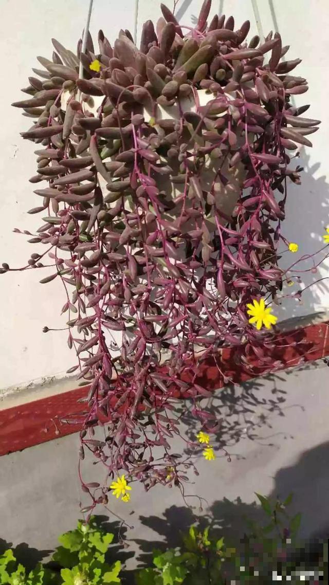 紫玄月掐根枝就能活，漂亮又好养，盆盆长成小瀑布！