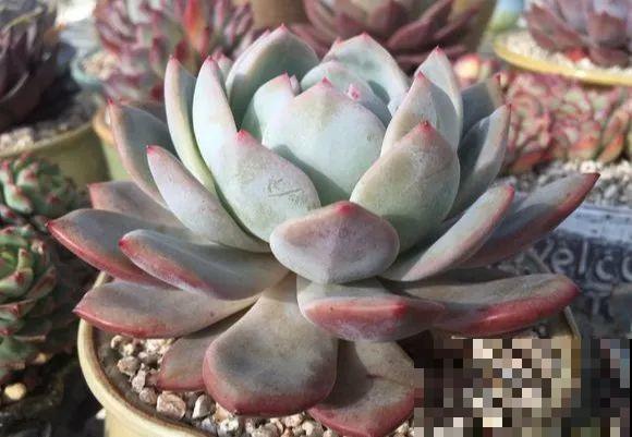 爱上多肉8年，她付出了所有，数量多到可以摆满整个天台！