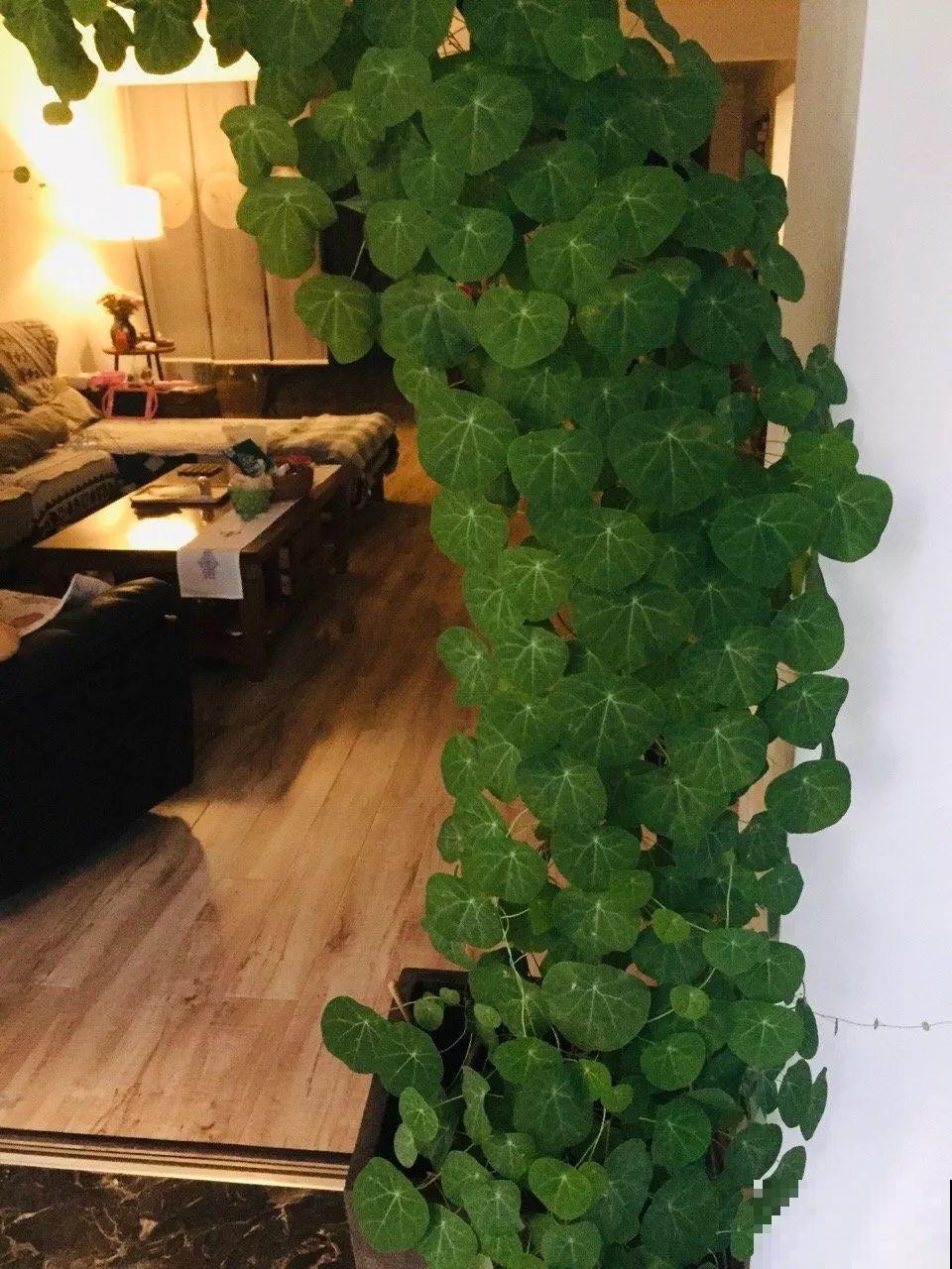 别看这花光秃秃，一喷水就窜叶，越养越值钱！