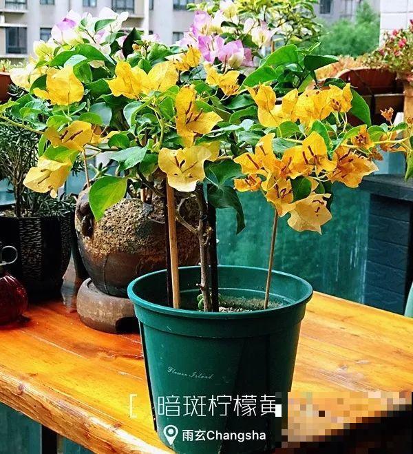 家里有三角梅的，露养断水2个月，安全越冬不用愁！