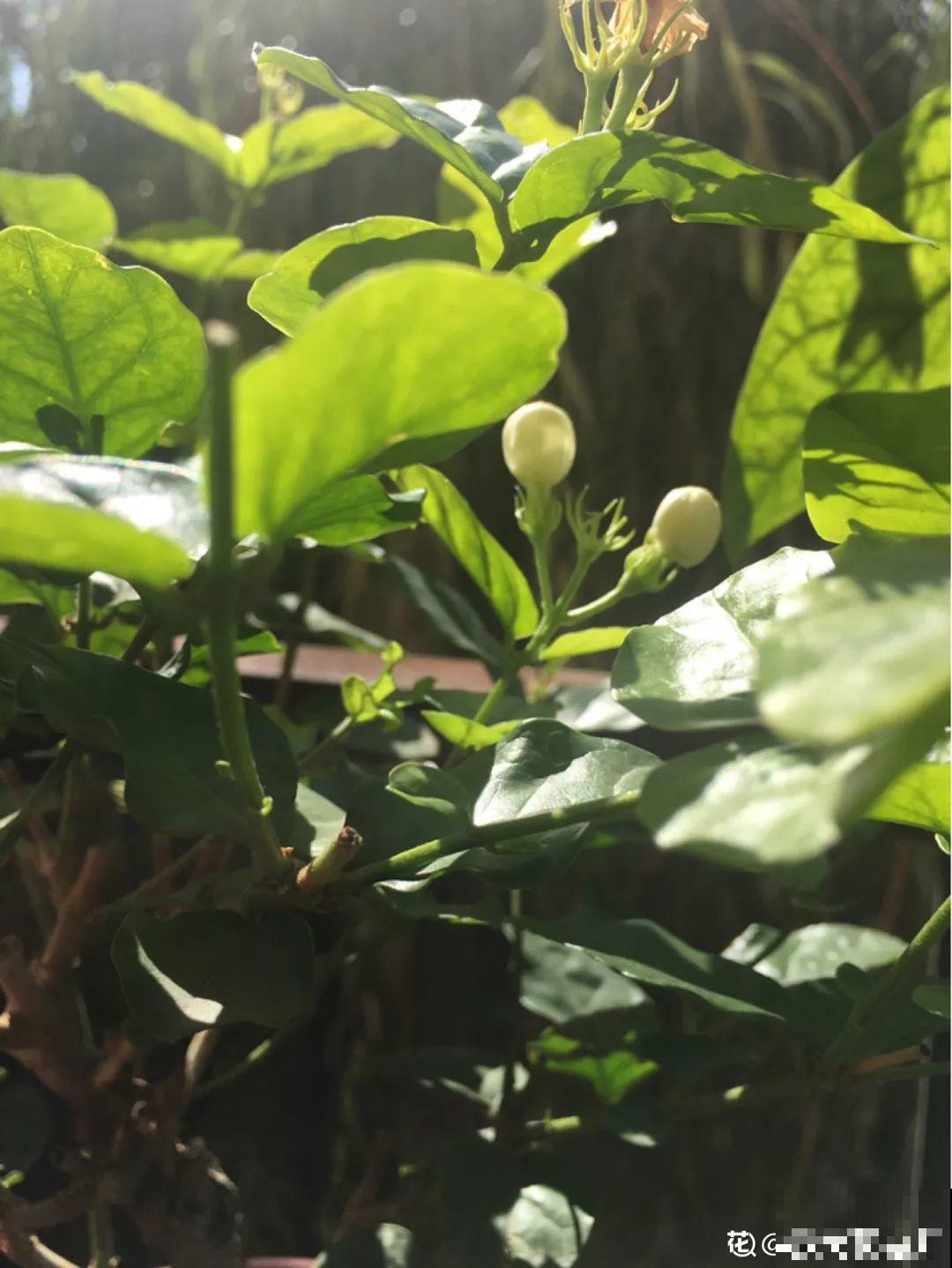 家里养茉莉，现在修剪施肥，就别指望安稳过冬了！