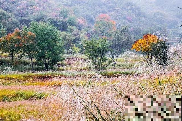 秋天是什么样子呢？只有看过，才能懂它的美！