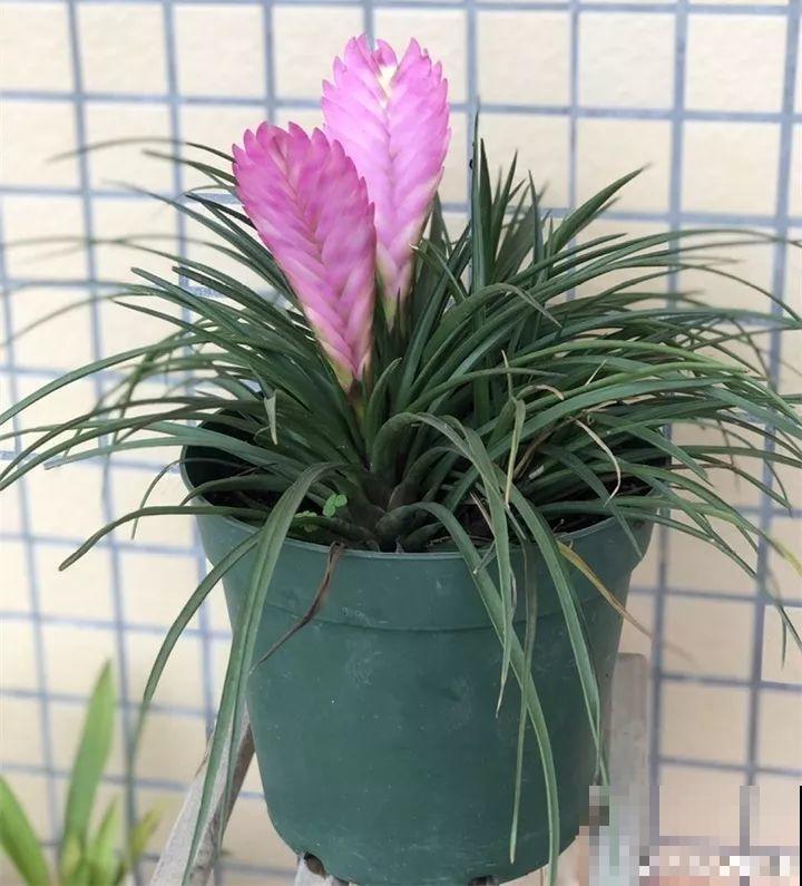 这9种花，养一盆一年四季有的看，不知道的还以为是塑料花！