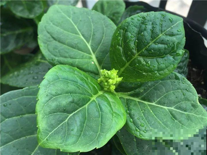 4种花，别着急往屋里搬，放外面冻20天，明年开花才旺！