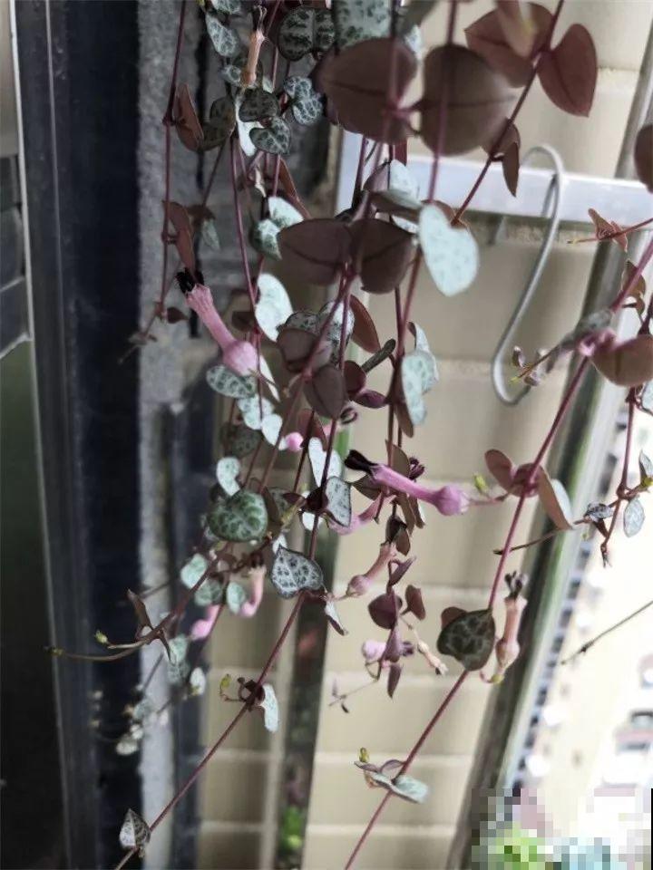 8种多肉不抗晒，颜色都能给晒没了，赶紧挪个地儿！