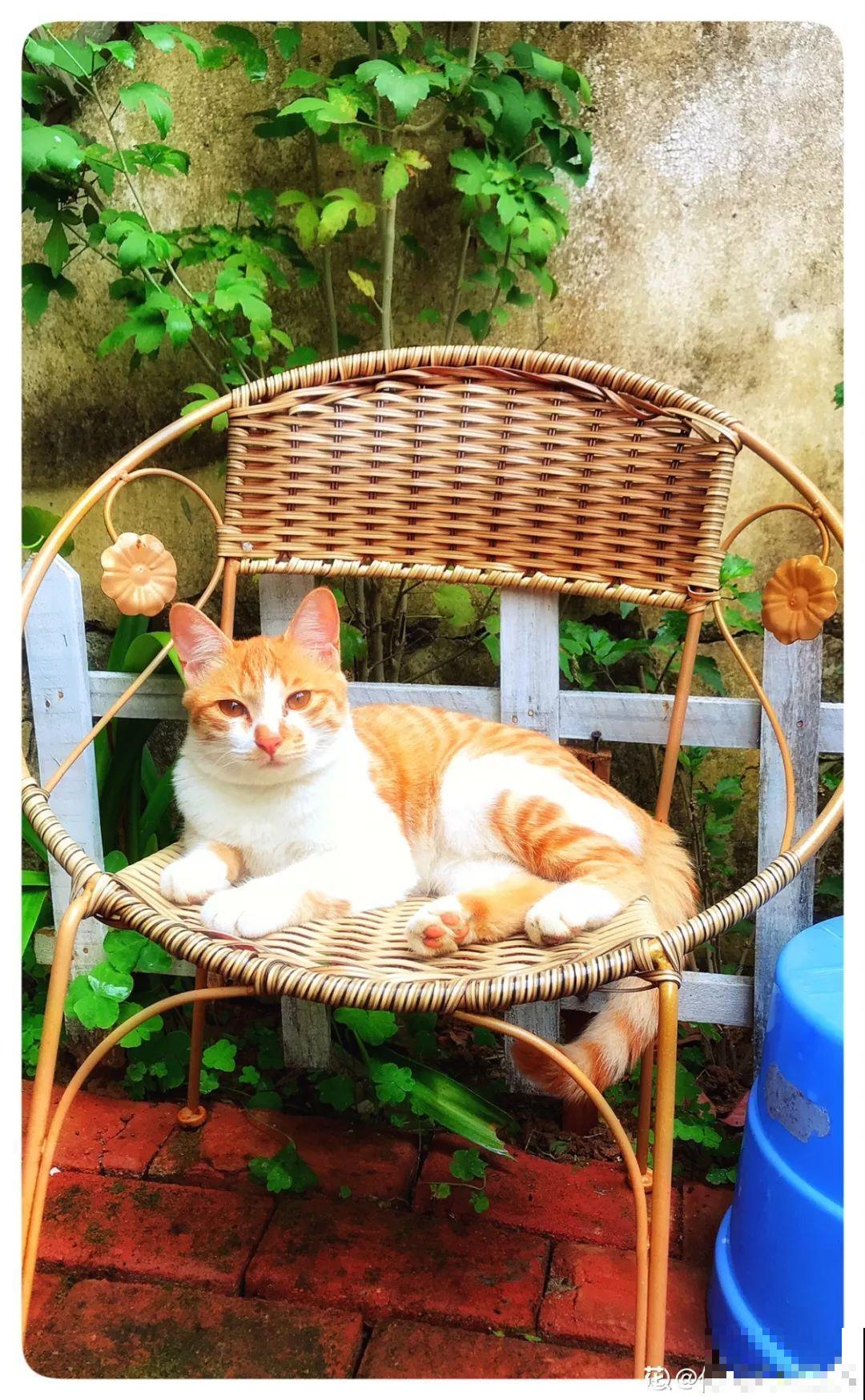 有个小院,养花喂猫,日子越过越充实! 有个小院,养花喂猫,日子越过越充实!