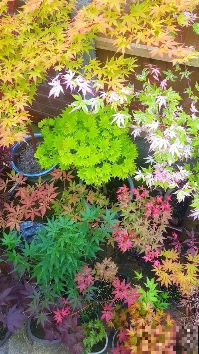 20种花不怕冷，大冬天照样开花，南北方都能养！
