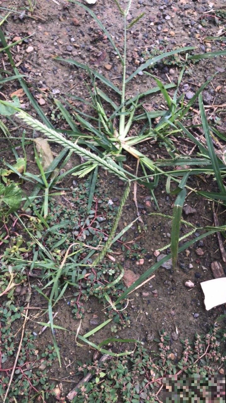 这种荒地野草能泡澡，力大如牛者都拔不动，村里人笑称大屁股草