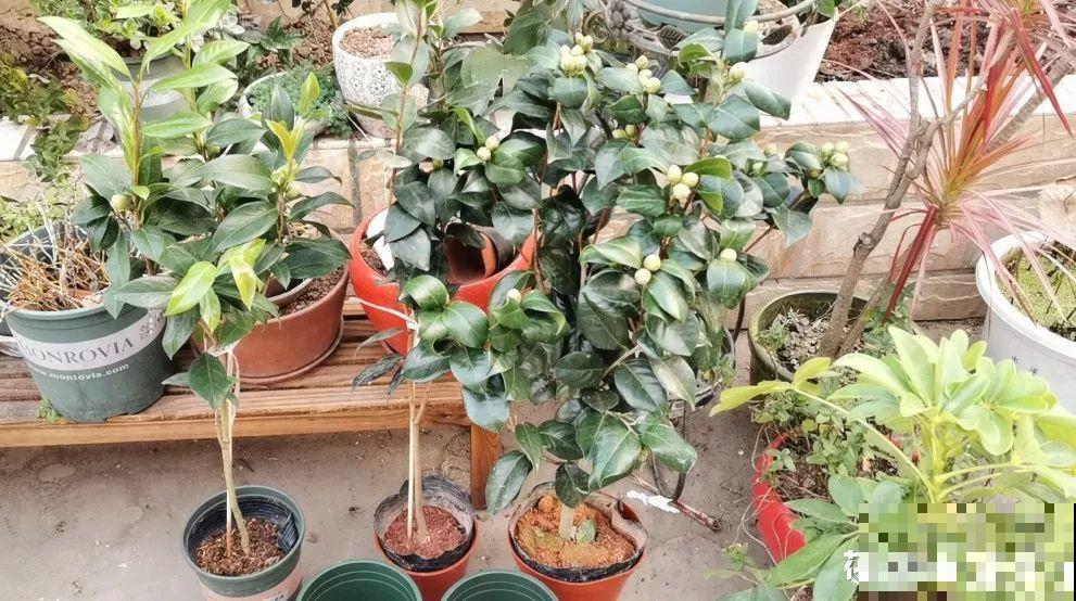 这花公认难养，冬天别急着搬屋里，小心花苞掉一地！