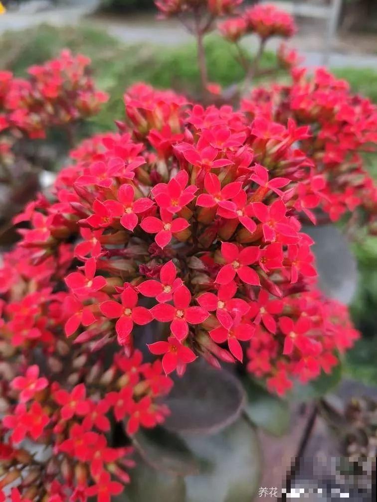 7种转运花，年底在家养一盆，开花就是好兆头！