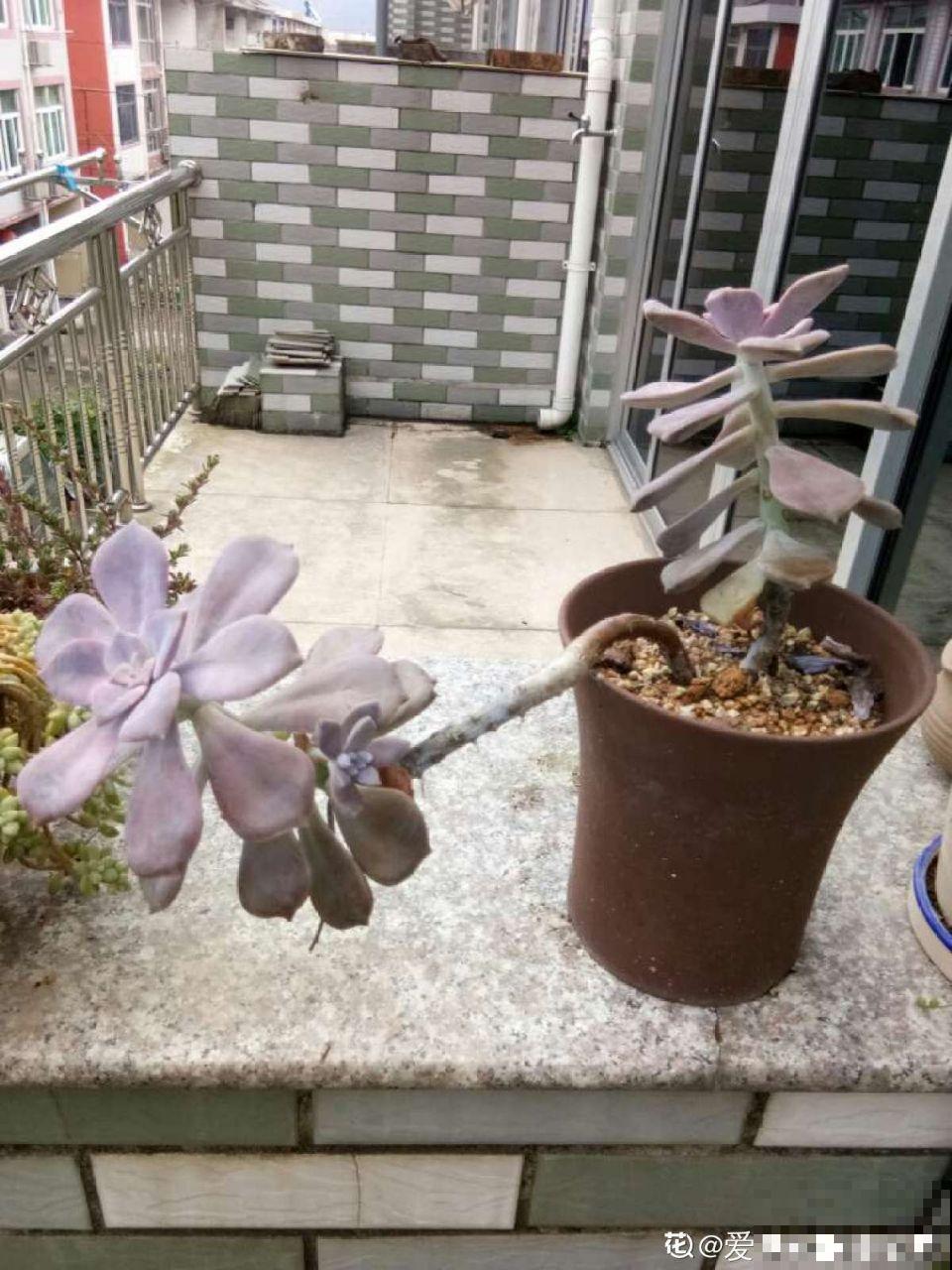 这几种多肉白送都不要，养不活还浪费钱，真坑！
