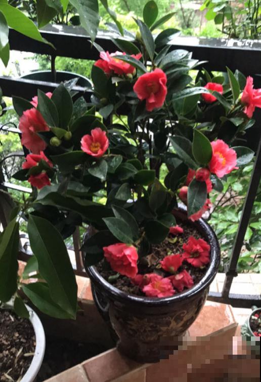 茶花叶子掉不停？4个原因，看看你中了哪一条！