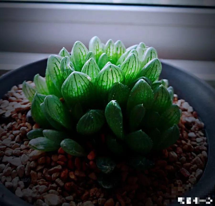 8种多肉不抗晒，颜色都能给晒没了，赶紧挪个地儿！