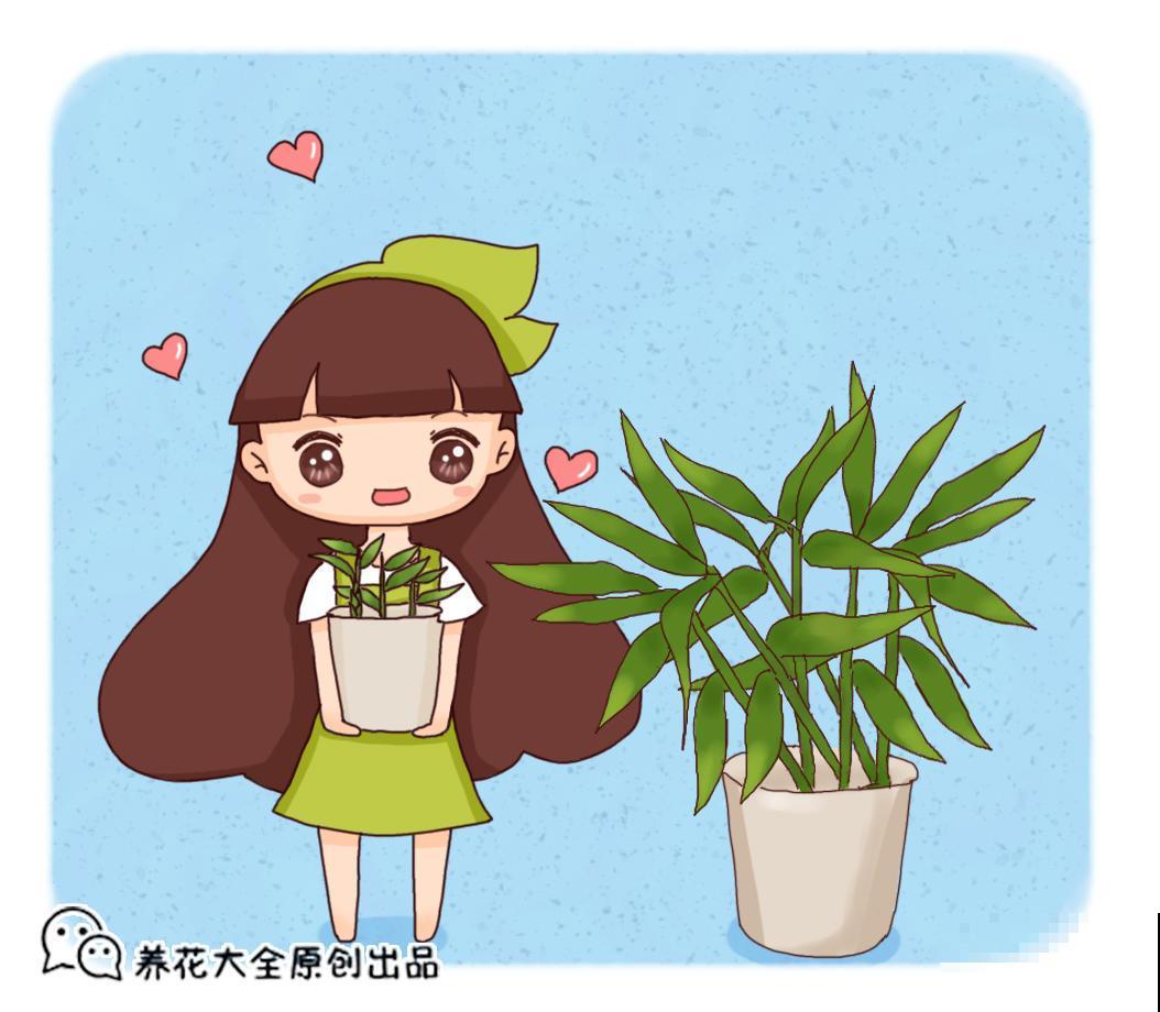 生姜太好养了，晒晒太阳就能长，姜芽突突冒