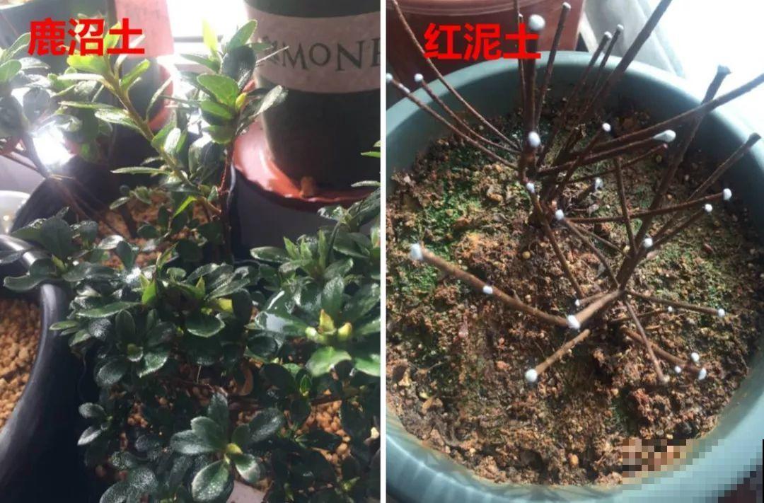 杜鹃买回来没两天，叶子哗哗往下掉？都是它惹的祸！