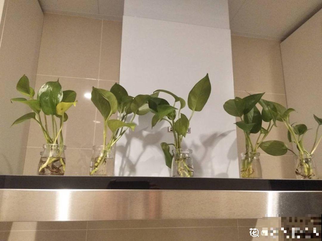 卫生间里养盆它，耐阴又杀菌，弱光也能长爆盆！
