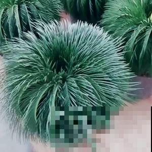城里人喜欢在家养的野草，看着不起眼，开起花来太震撼了