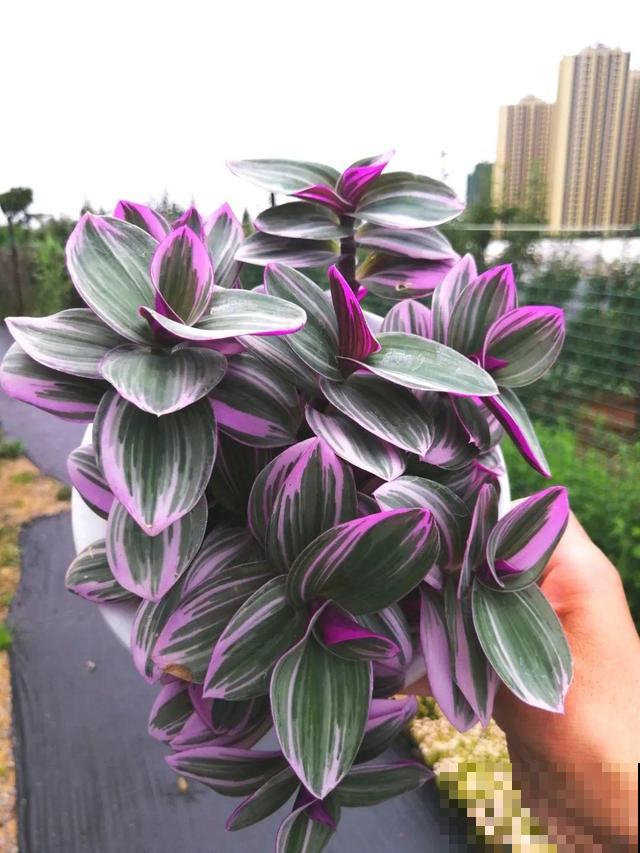 4种超耐阴的花，放客厅叶子红彤彤，有格调上档次！