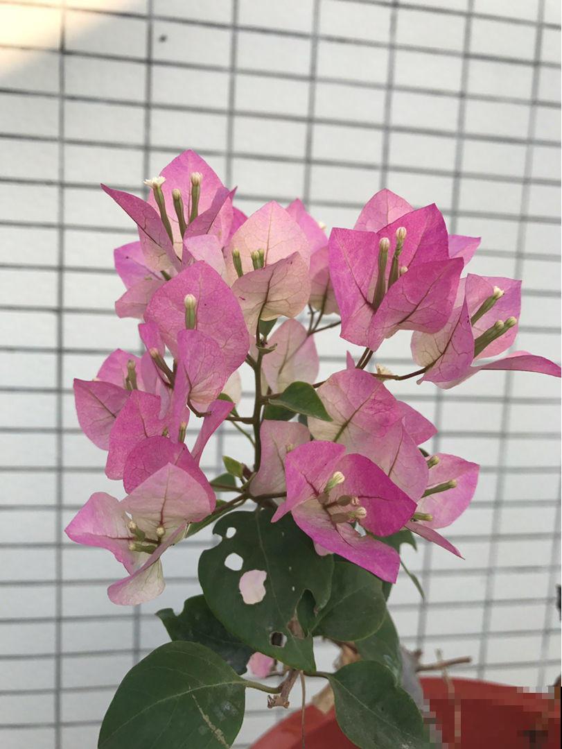 冬天养什么花？这5种花到了冬天就疯长，个个都是开花机器！