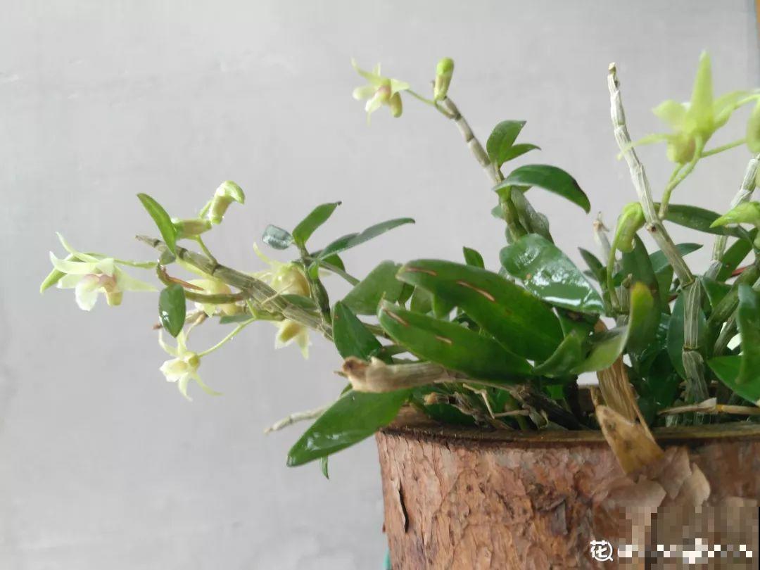 4种花不能用土养，一浇水就烂根，后悔都来不及！