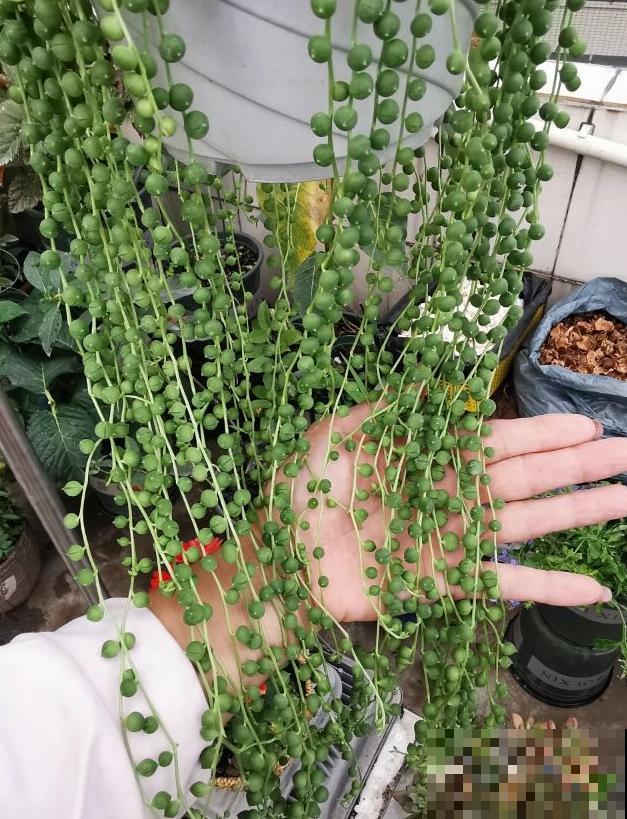 吊竹梅搬屋里，颜色越晒越鲜艳，掐根枝又能养一盆！
