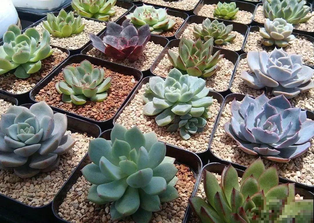 养花别用这种盆，养啥死啥，1棵都不剩！