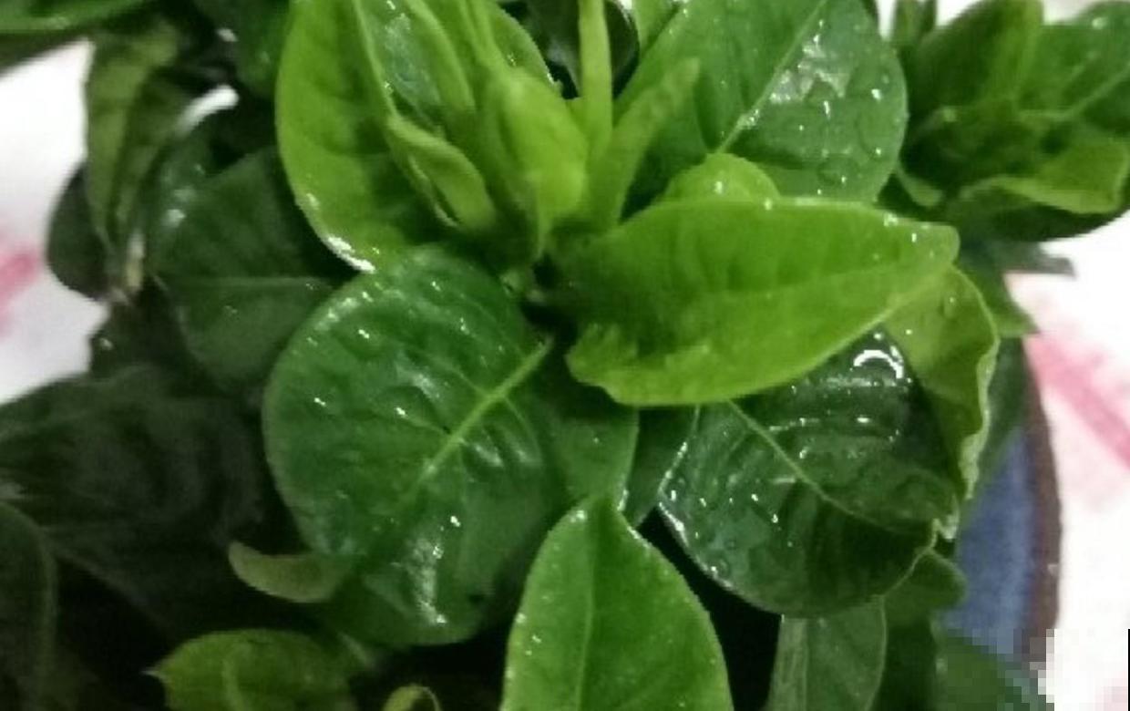 栀子花上加点松针，不到1个月，养的栀子花旺足了！