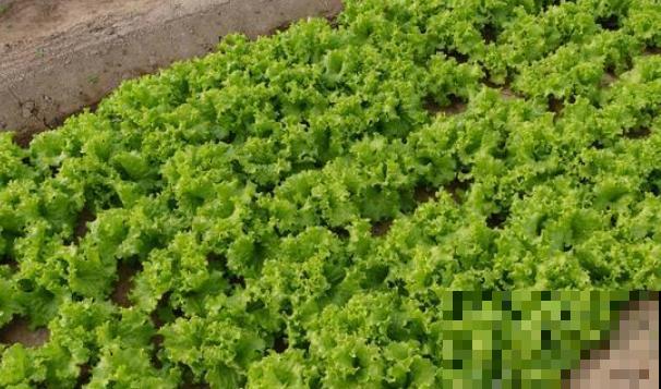 你种过专门包饺子的菜吗？这个新品种鲜有人知，30天收获还零虫害
