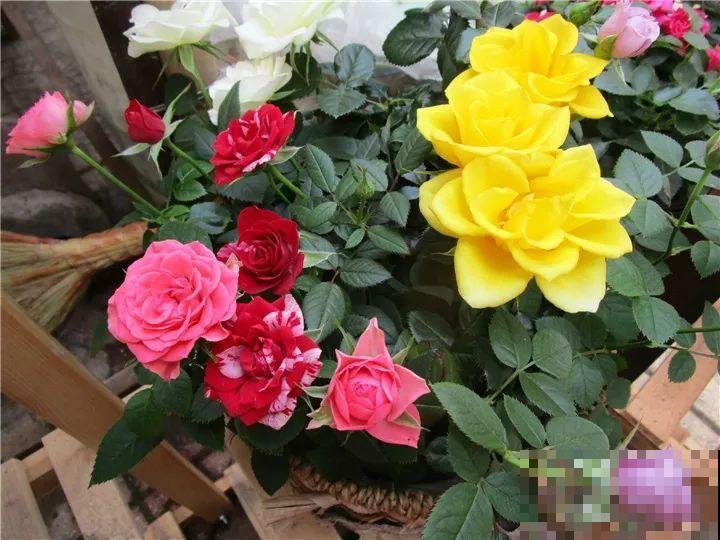 11月逛花市，这10种花还是别买了，养不活浪费钱！