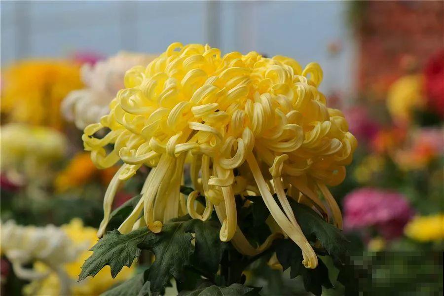 秋天最美、最耐寒的花，开花遍地金黄，看一眼就挪不动地！