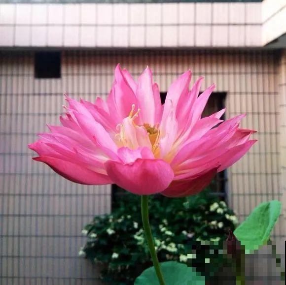 开败的百合这样一处理，能长一缸的小球，花盆都不够用！
