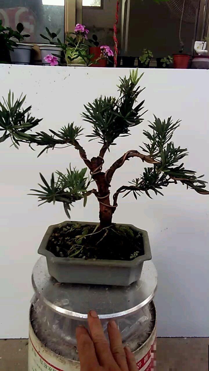 这罗汉松一修剪就出形，不开花都很美，仔细闻还有香味！