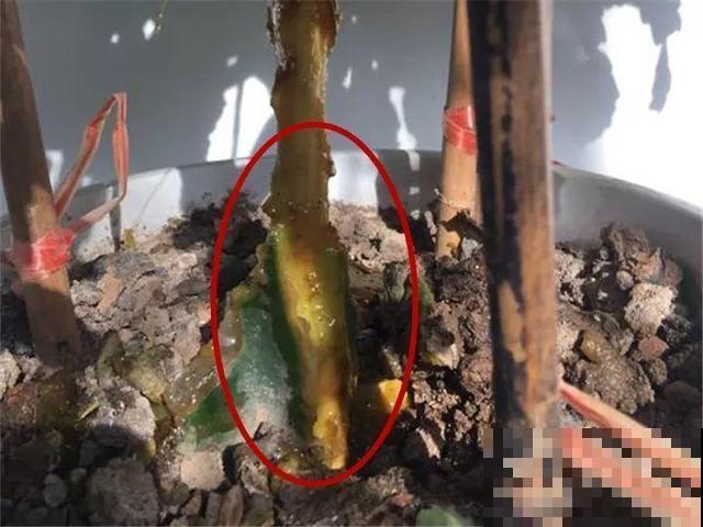 这3种花超耐旱，半个月不浇水，反而开花更多