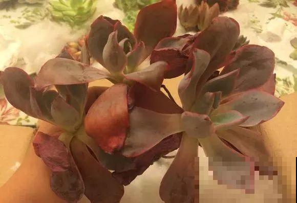 爱上多肉8年，她付出了所有，数量多到可以摆满整个天台！