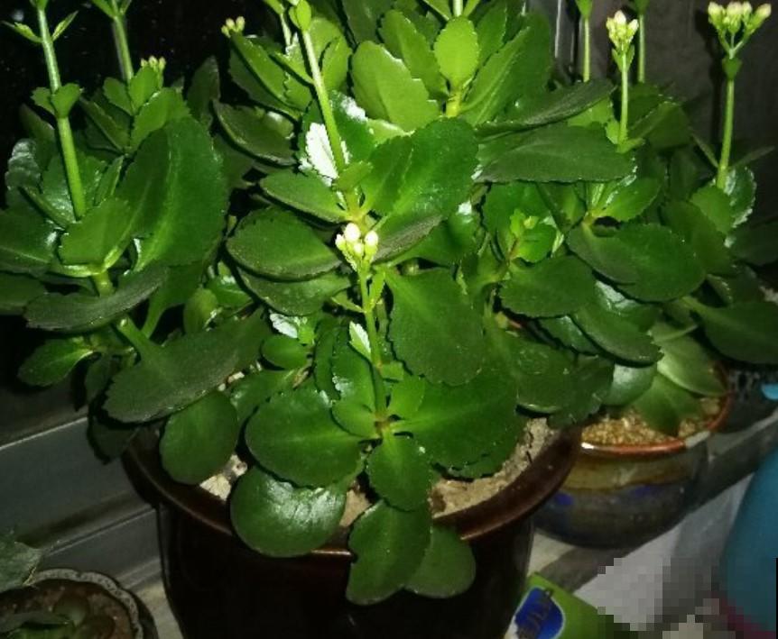 长寿花养成老桩这样剪，明年还能再赏花！