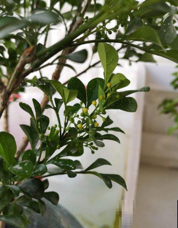 米兰迟迟不开？从这3个方面下手，花香飘满屋！