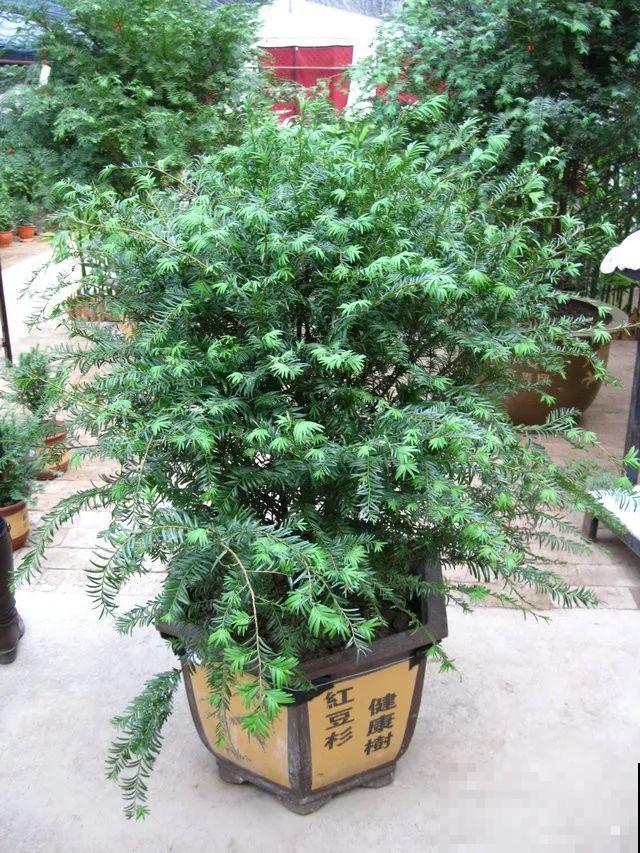 发财树看够了？那就换种吉祥树养，长得快还抗冻！