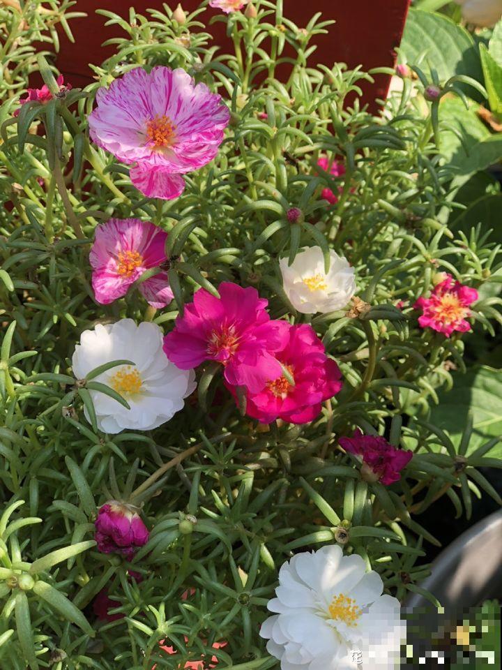 不同季节种不一样的花，这样的院子，才是我心中的世外桃源！