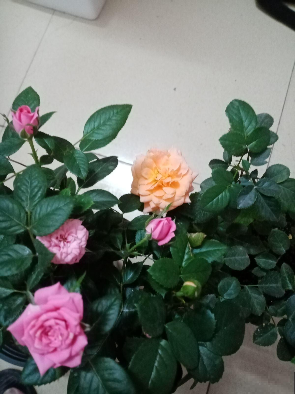 这花又叫开花皇后,人家养的花朵硕大,自己养的开花越来越少咋办 这花又叫开花皇后,人家养的花朵硕大,自己养的开花越来越少咋办
