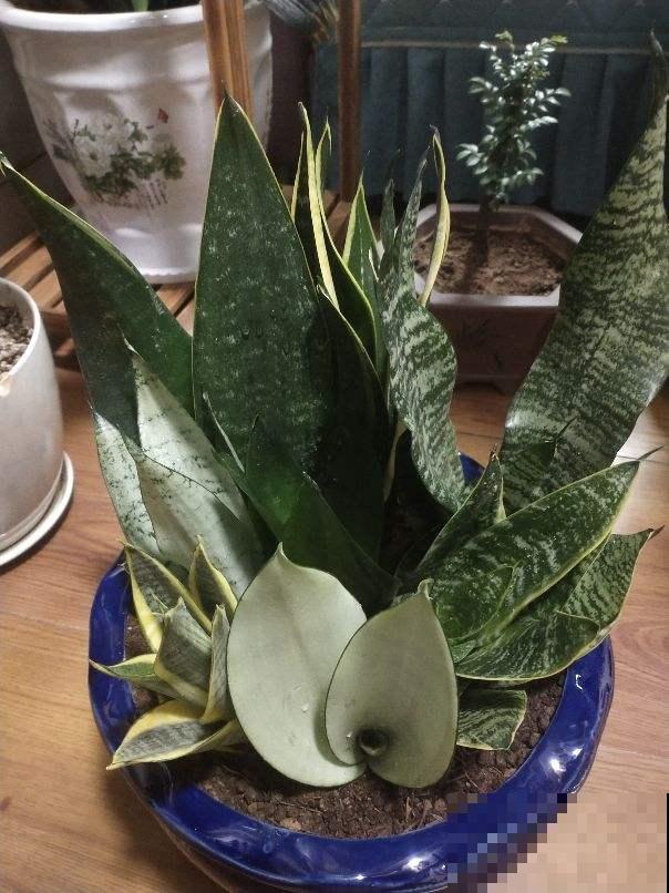 虎皮兰秋天停滞生长咋整？只要这几招，叶片油嫩坚实窜的贼高！