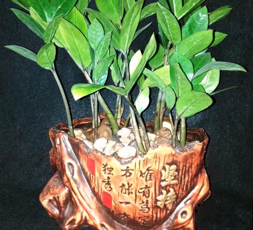 植物越冬，做这几点，来年春天爆花盆！