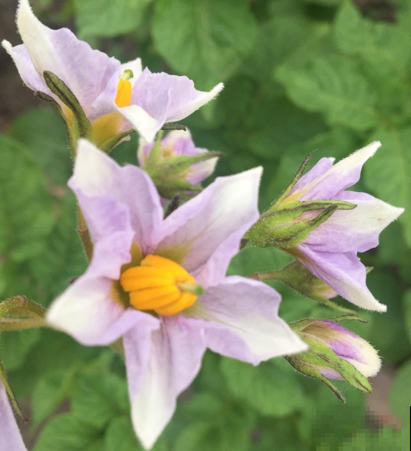 在阳台种点蔬菜吧，赏花吃菜两不误，太实惠了