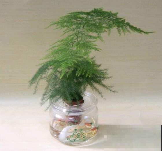 文竹徒成麻杆，是品种没选对，再也不用眼馋别人家的矮壮文竹了