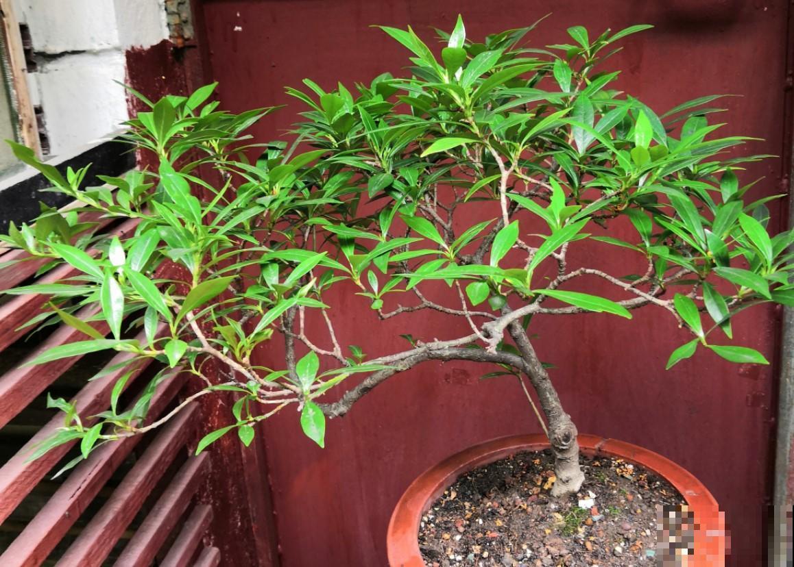 栀子花上加点松针，不到1个月，养的栀子花旺足了！